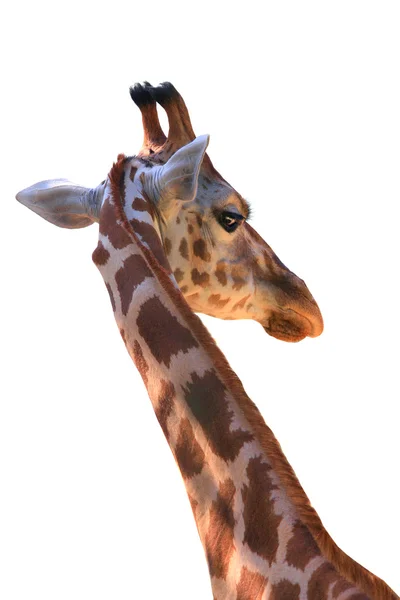 Giraffe on white background — Stock Photo, Image