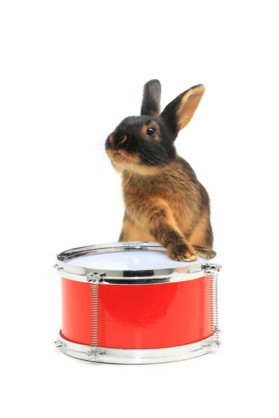 Кролик сидить на барабані — стокове фото