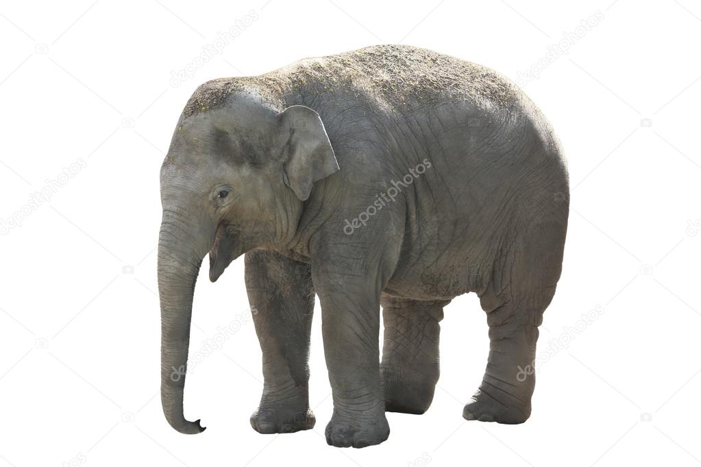 elephant on a white background