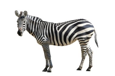beyaz zemin üzerinde zebra