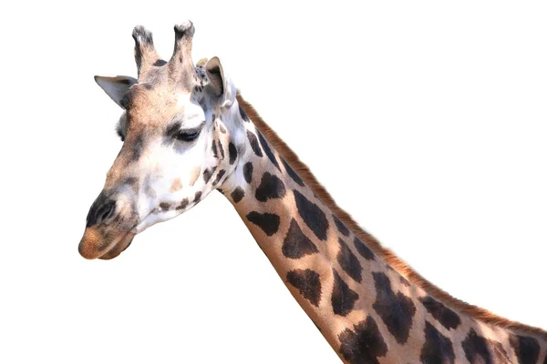 Жираф на белом фоне — стоковое фото