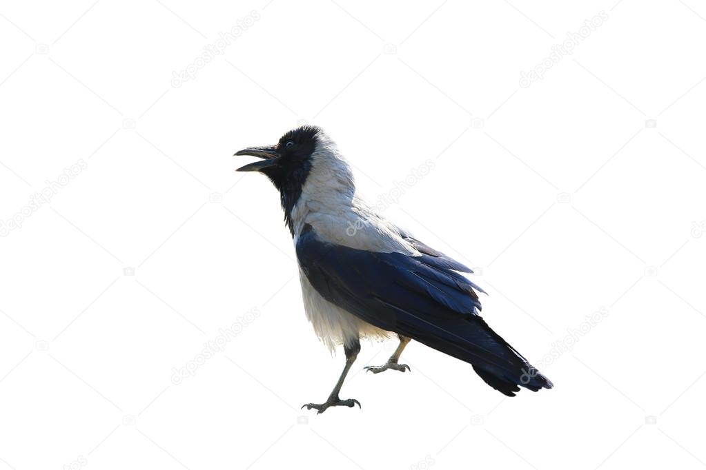 Raven on a white background