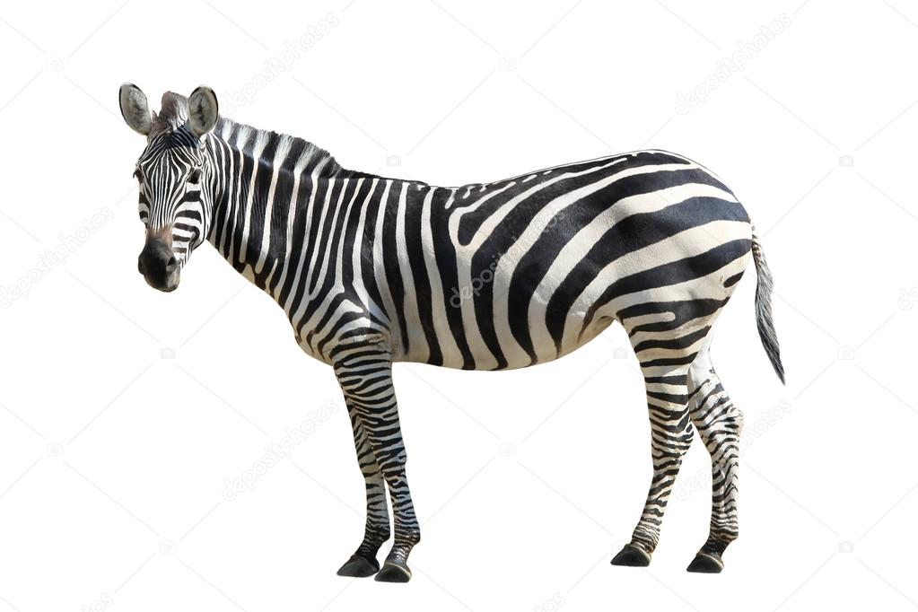 Zebra  on white background