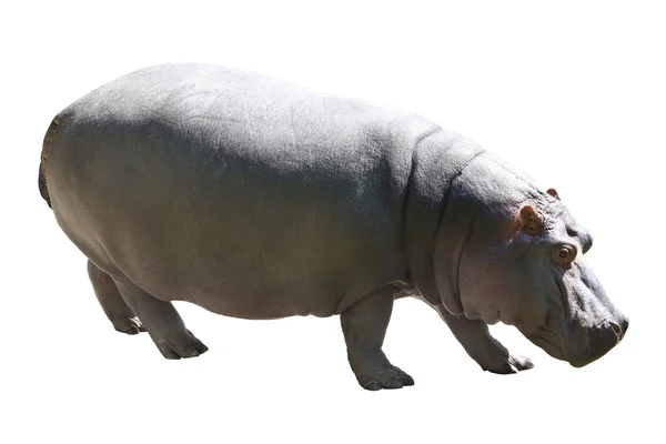 Hippopotame sur fond blanc — Photo