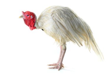 Islak beyaz Türkiye