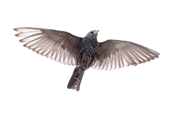 Wild starling in flight — Stock Photo, Image