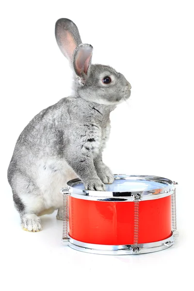 Сірий кролик з барабаном — стокове фото