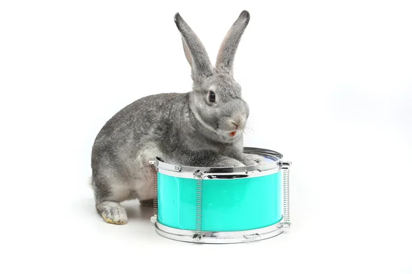 用鼓的灰兔子 — 图库照片