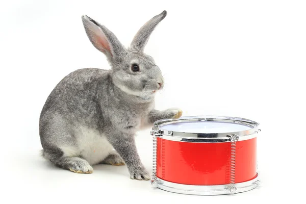 Сірий кролик з барабаном — стокове фото