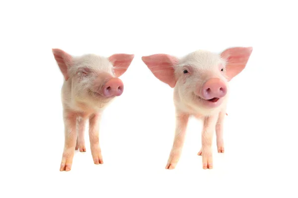 Zwei lächelnde Schweine — Stockfoto