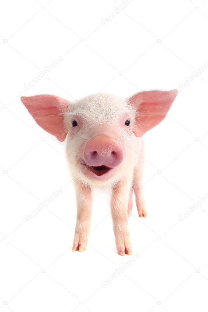 Cute little smiling  pig