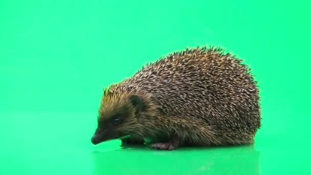 Cute prickly hedgehog — Stock Video