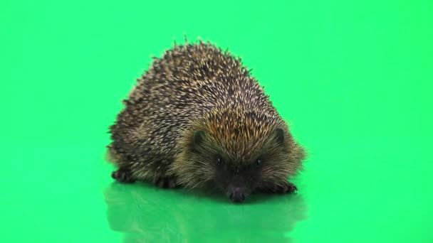 Cute prickly hedgehog — Stock Video