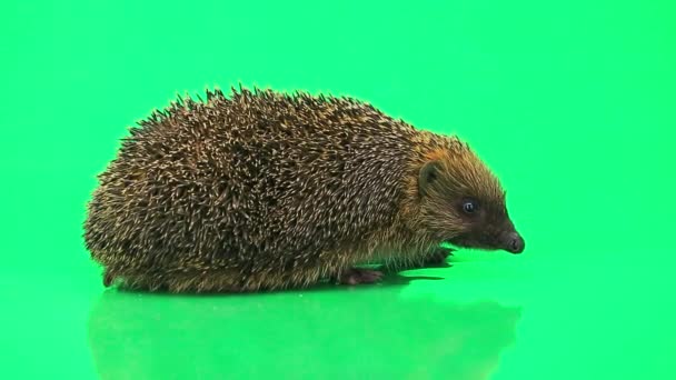 Cute prickly hedgehog — Stock Video