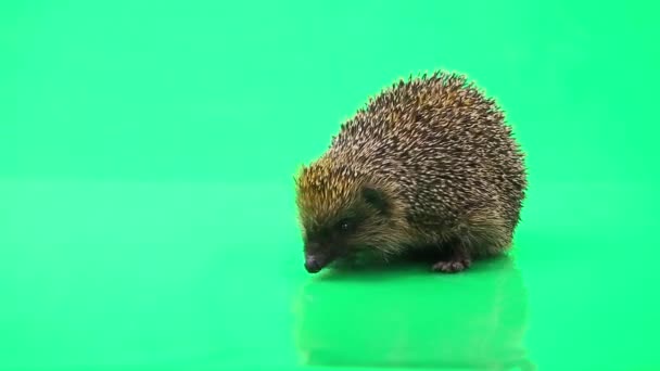 Schattig stekelig egel — Stockvideo