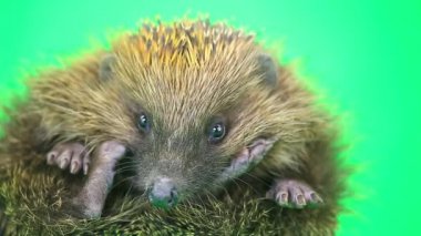 Şirin dikenli kirpi portre