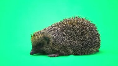 Şirin dikenli kirpi