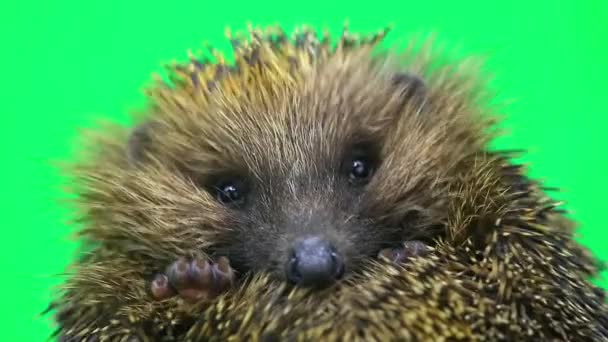 Mignon portrait de hérisson épineux 