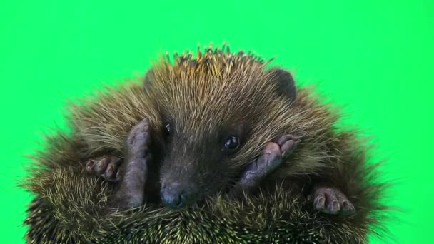 Mignon portrait de hérisson épineux 