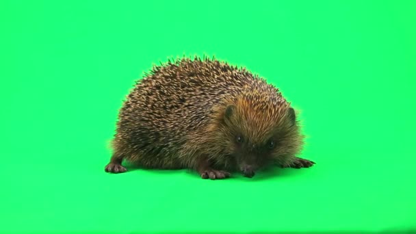 Cute prickly hedgehog — Stock Video