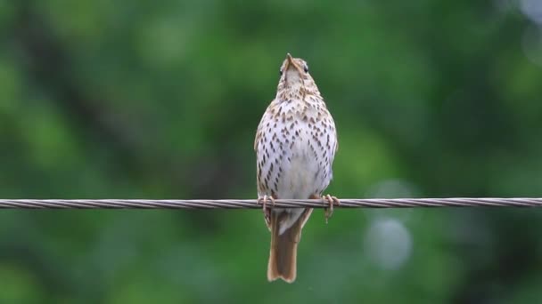 Song thrush on the wire — Stok Video