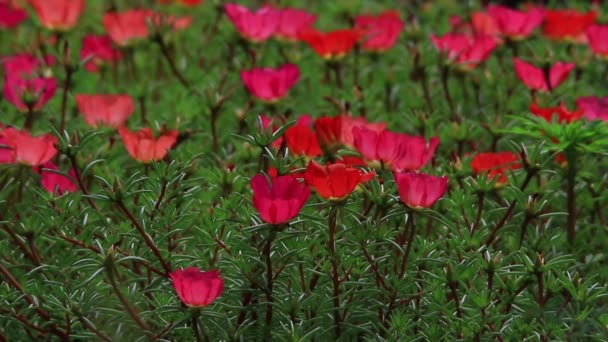 Röda trädgård blommor — Stockvideo
