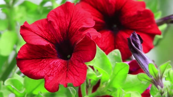 Colorful petunias close up — Stock Video