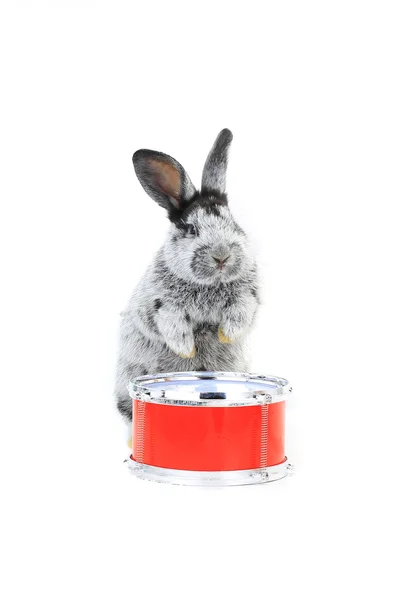 Сірий кролик сидить з барабаном — стокове фото