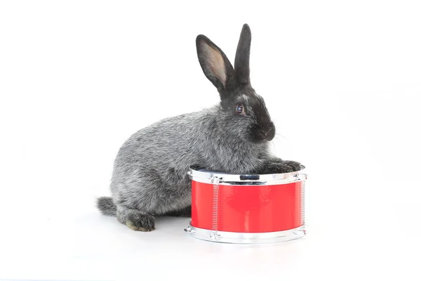 Сірих кролика, сидячи на барабані — стокове фото