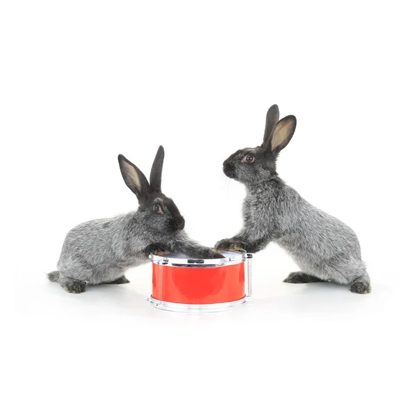 Gray rabbits sitting with  drum — Stock Photo, Image