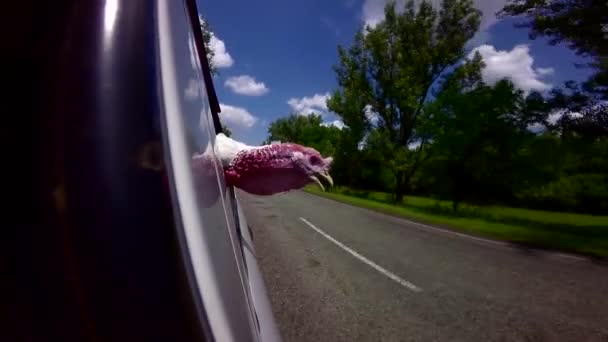 Индюшка-петух едет в машине — стоковое видео
