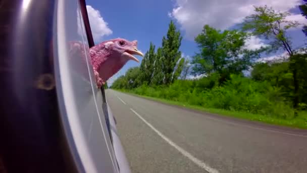 Pavo-polla va en el coche — Vídeos de Stock