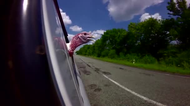 Pavo-polla va en el coche — Vídeos de Stock