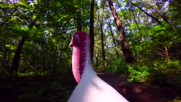 土耳其-公鸡会在木头上 — 图库视频影像
