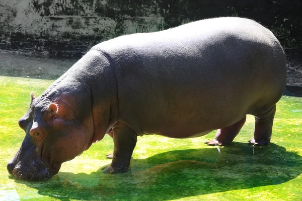 Big brown  hippopotamus — Stock Photo, Image