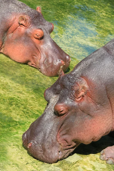 Two brown hippopotamuses — Stock Photo, Image