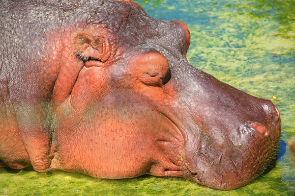 Portrait d'un hippopotame brun — Photo