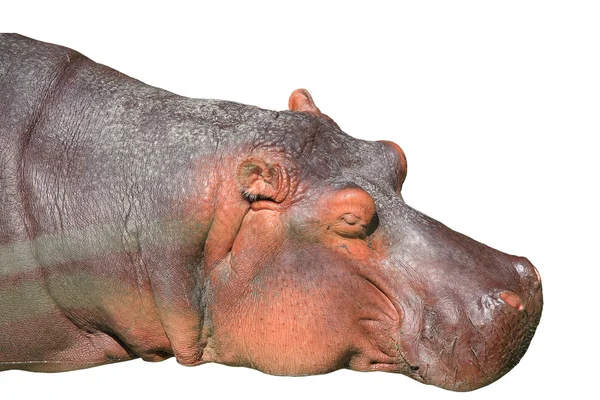 Portrait of a brown  hippopotamus — Stock Photo, Image