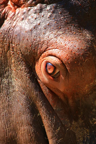 Eye  of a brown hippopotamus Stock Photo
