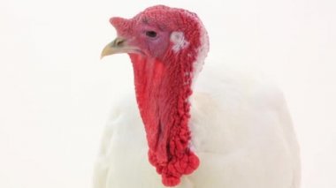 Beyaz kanatlı Türkiye-horoz