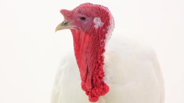 Vit fjäderfä Turkiet-kuk — Stockvideo