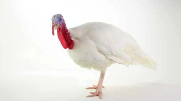 白い家禽トルコ コック — ストック動画