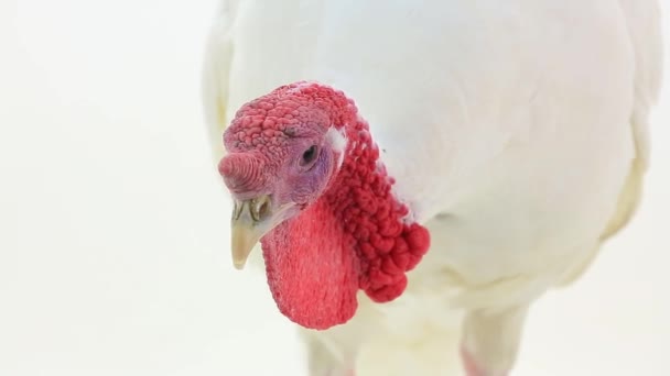 Branco aves de capoeira peru-galo — Vídeo de Stock