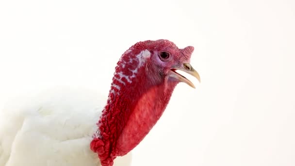 Vit fjäderfä Turkiet-kuk — Stockvideo