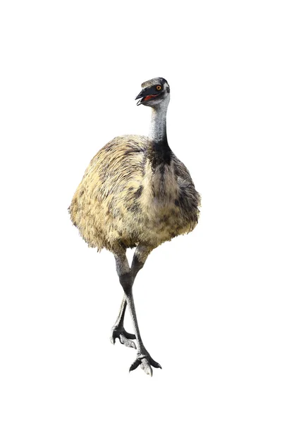 Emu isoliert auf weiß — Stockfoto