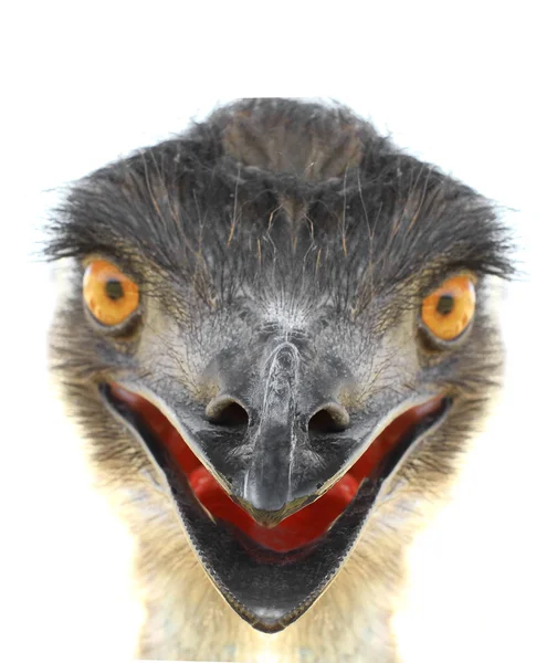 EMU portré közelről — Stock Fotó
