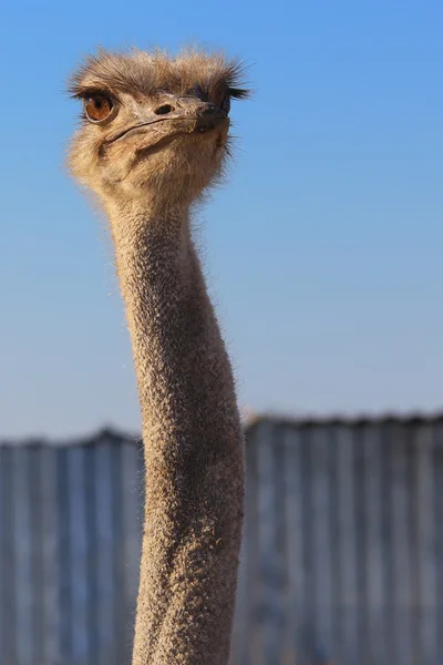 Emu Porträt aus nächster Nähe — Stockfoto