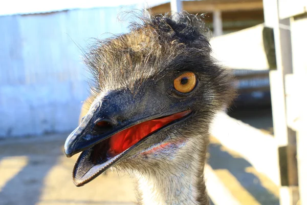 EMU portret close-up — Stockfoto