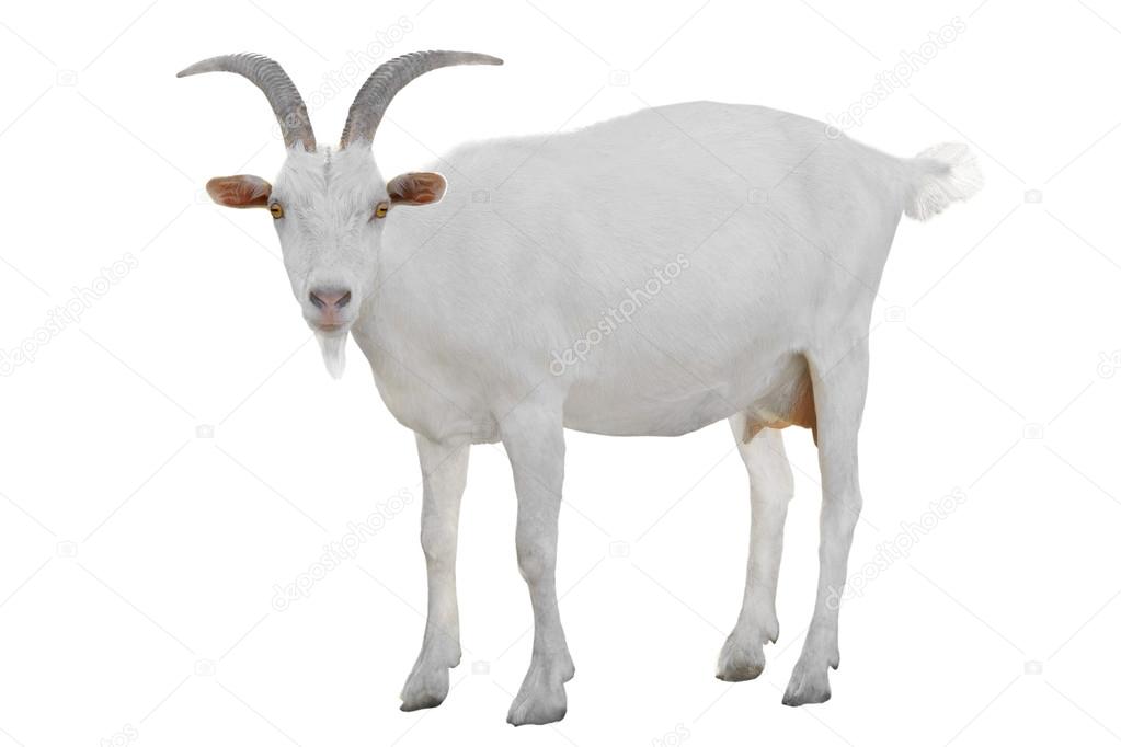 White domestic goat