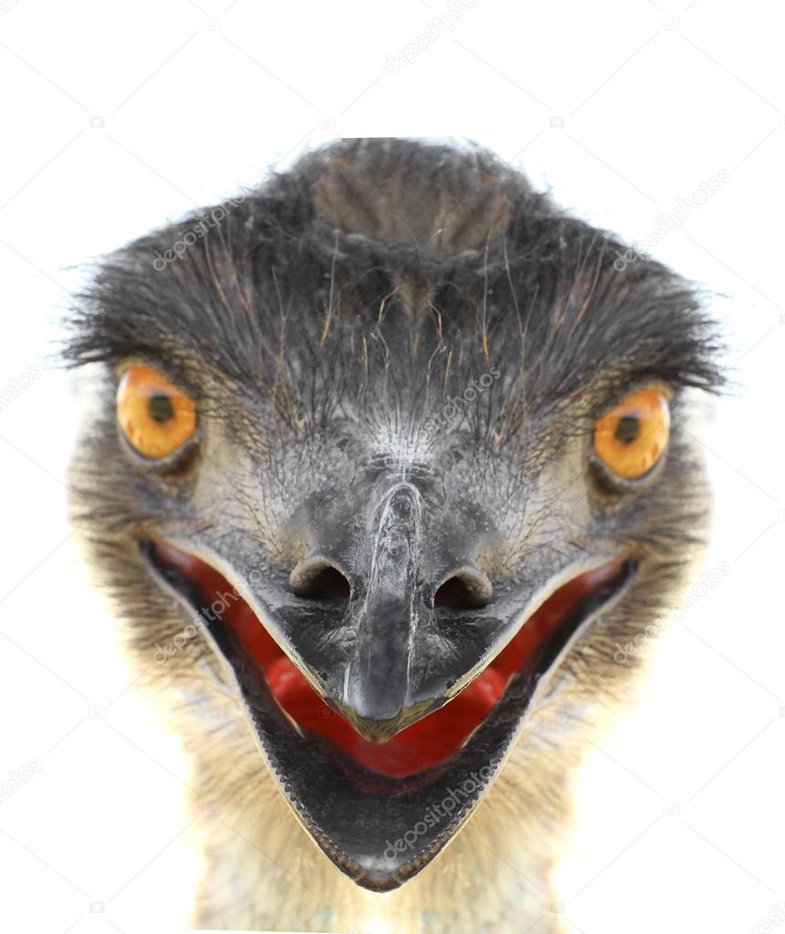 emu  portrait  close up